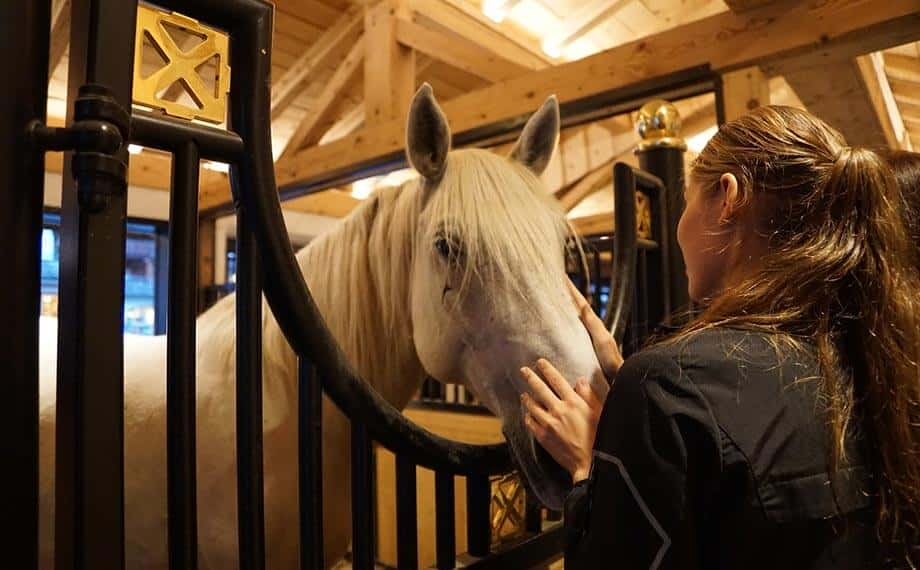 Timber Horse Stables