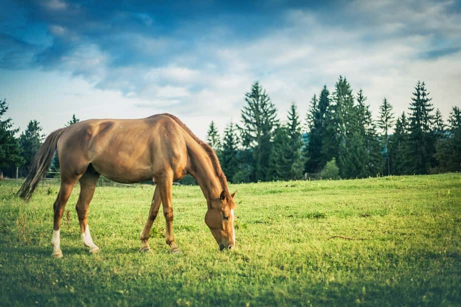 horse-grazing