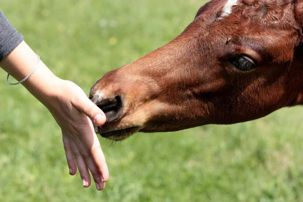 Homemade horse treats