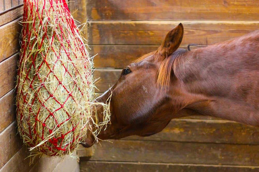 horse-eating-hay