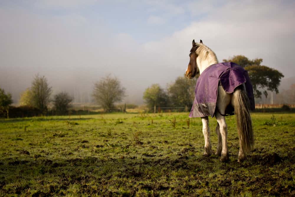 Horse,In,Field