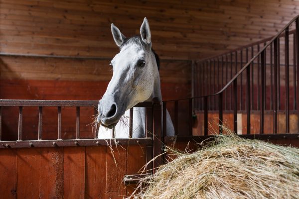 White,Horse,Eating,Hay,In,The,Stable