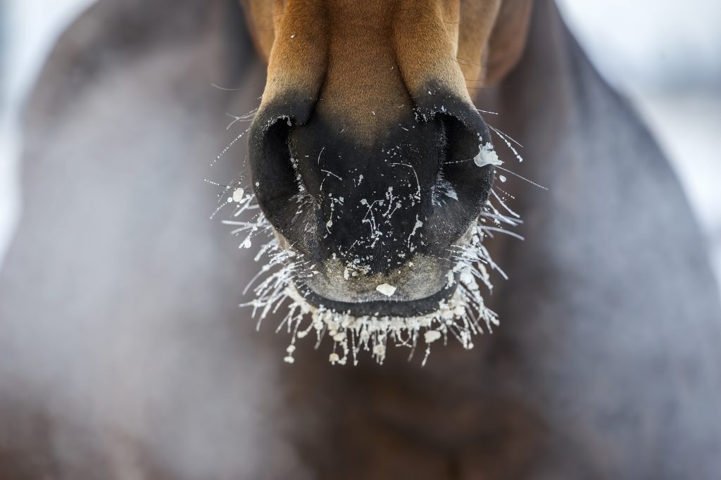 Do Horses Need Heated Barns In Winter?